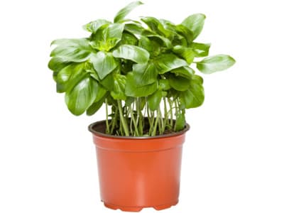 Bio+ Biologische basilicum