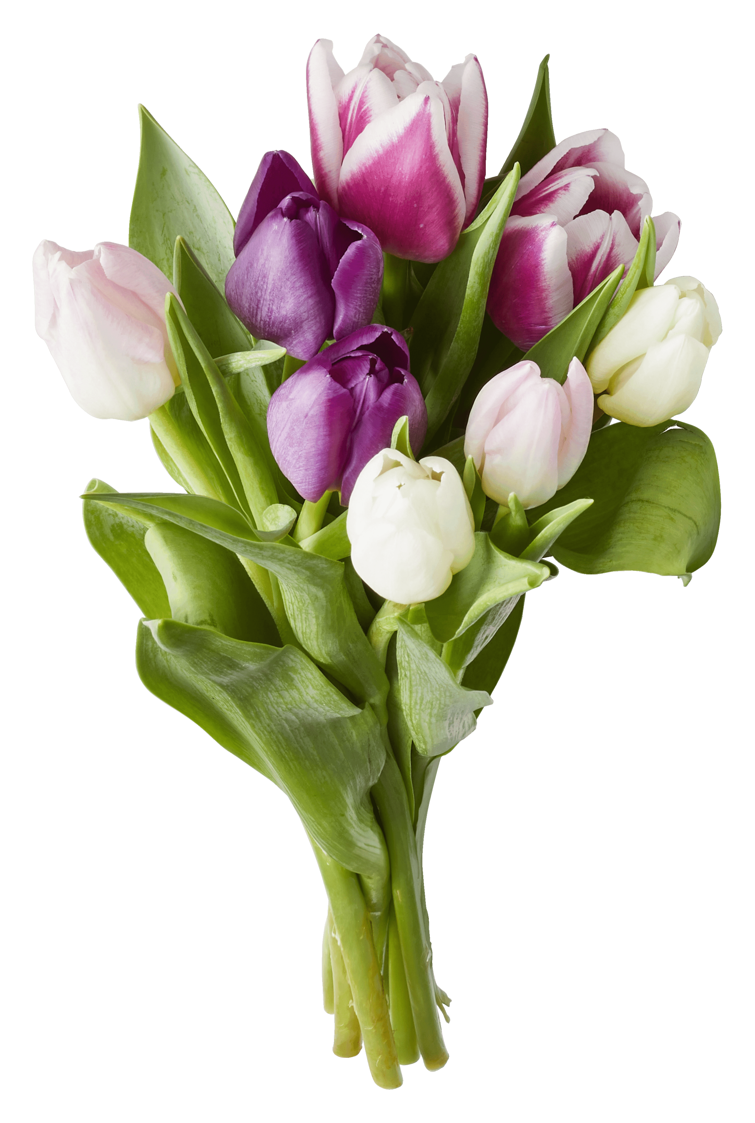 PLUS Tulpen mono gemengd