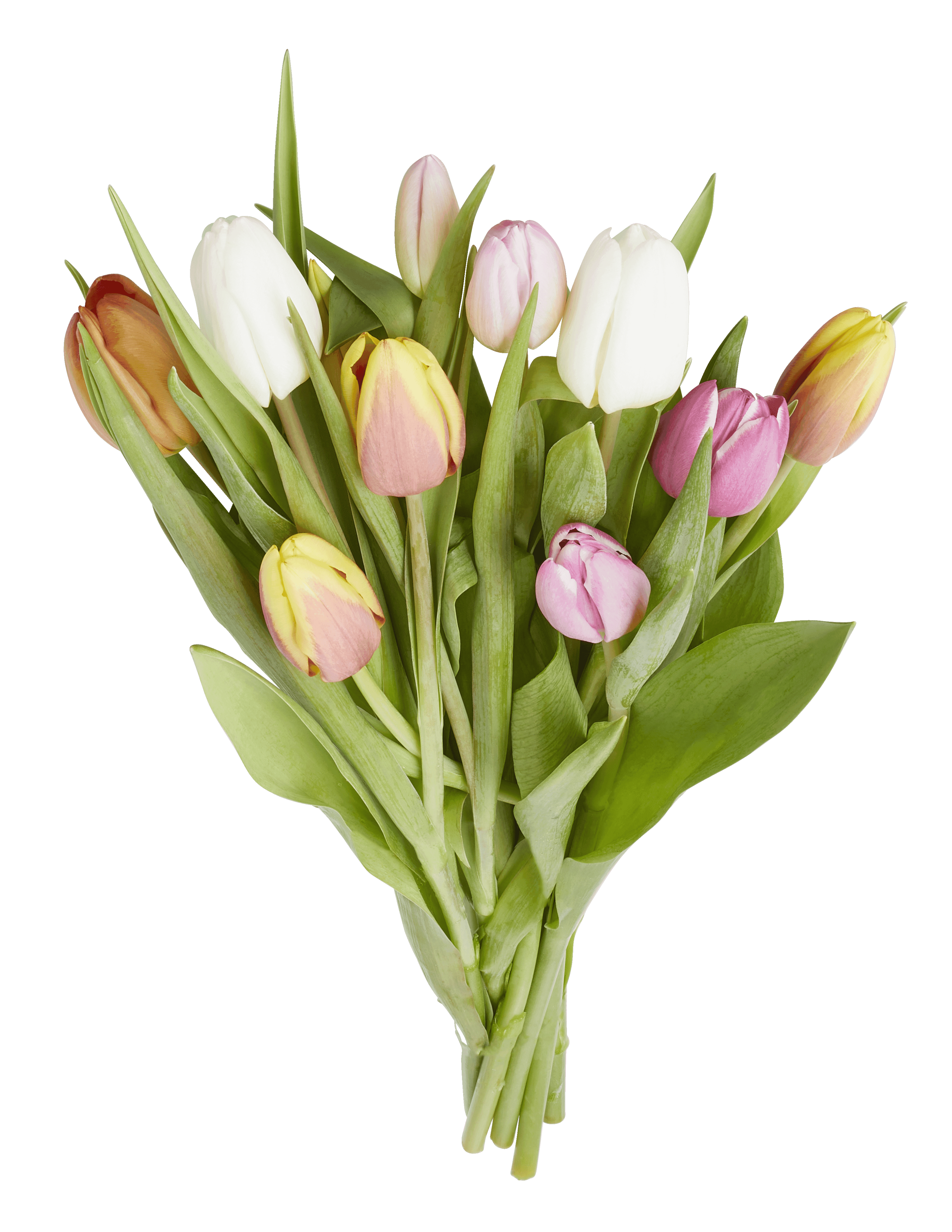 PLUS Tulpen regenboogmix