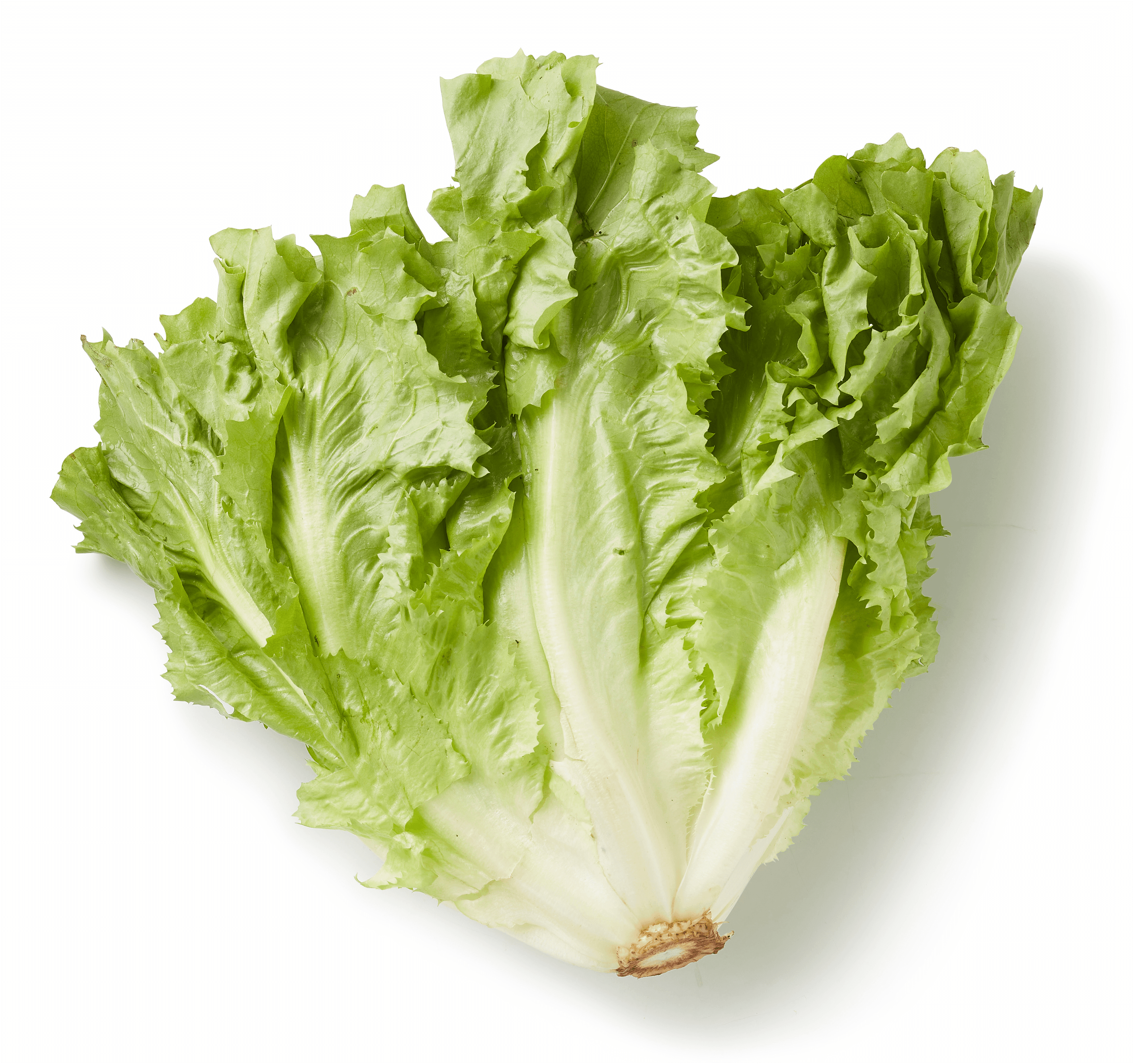 PLUS Andijvie (krop)