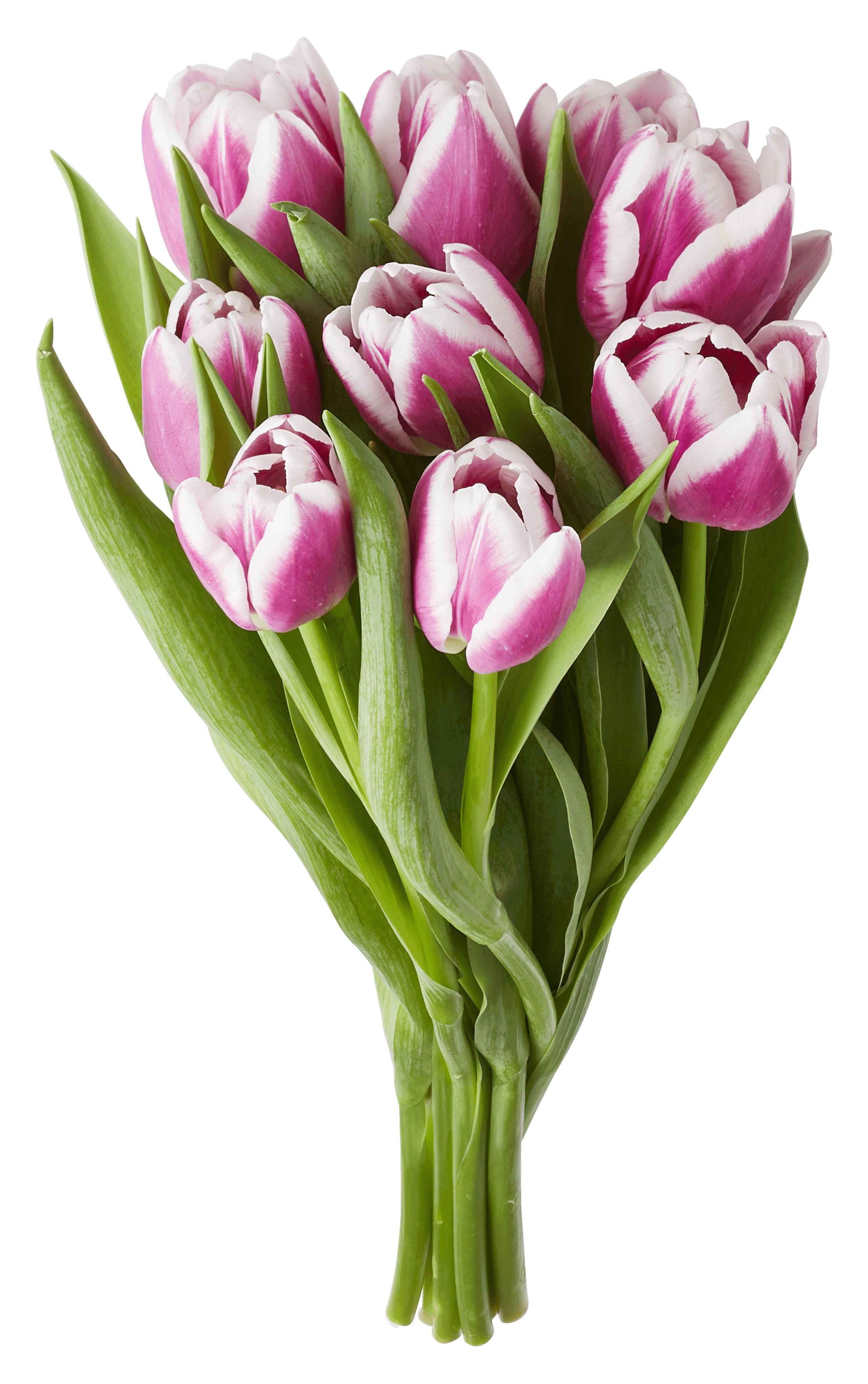 PLUS Tulpen paars bicolor
