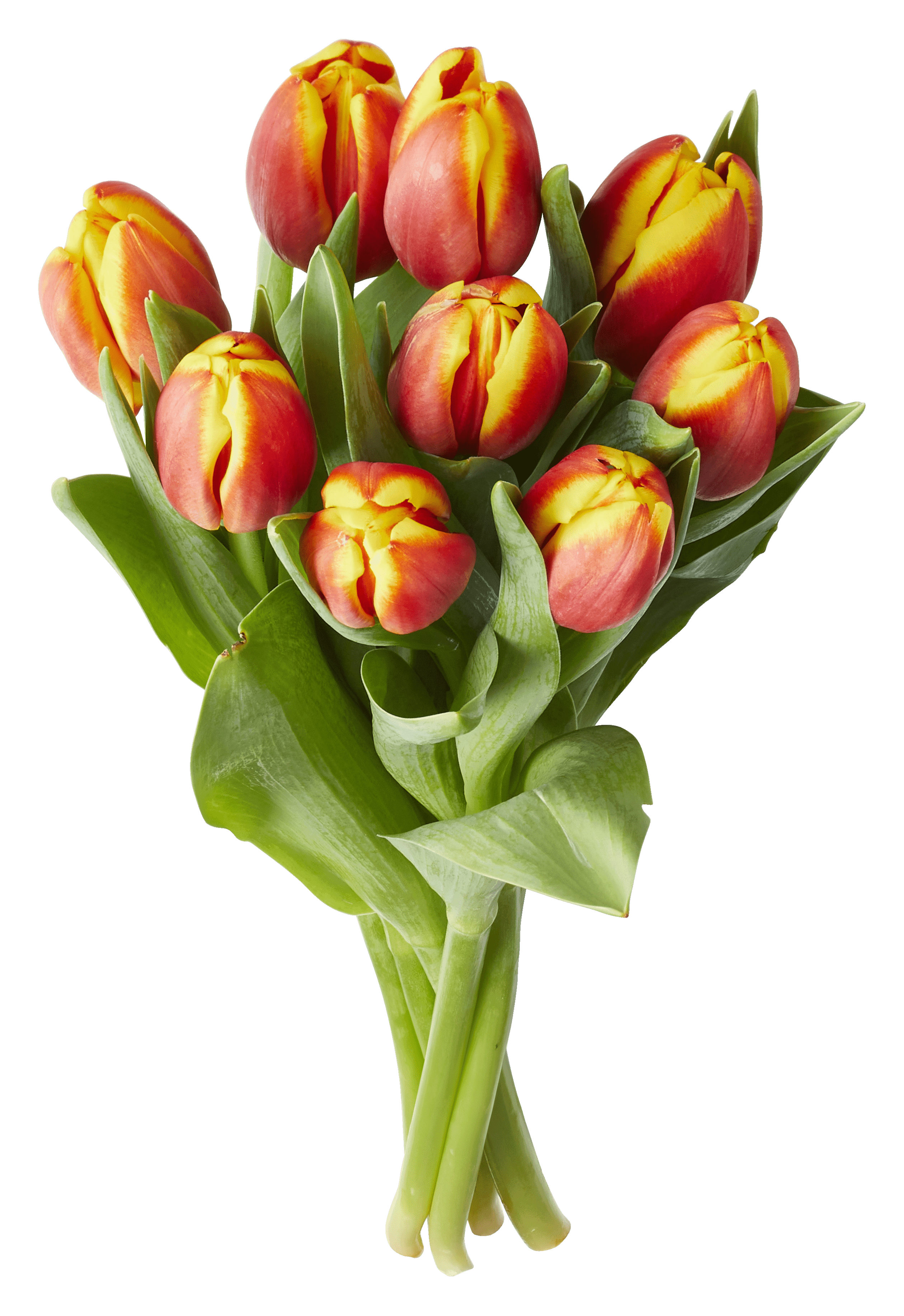 PLUS Tulpen rood bicolor