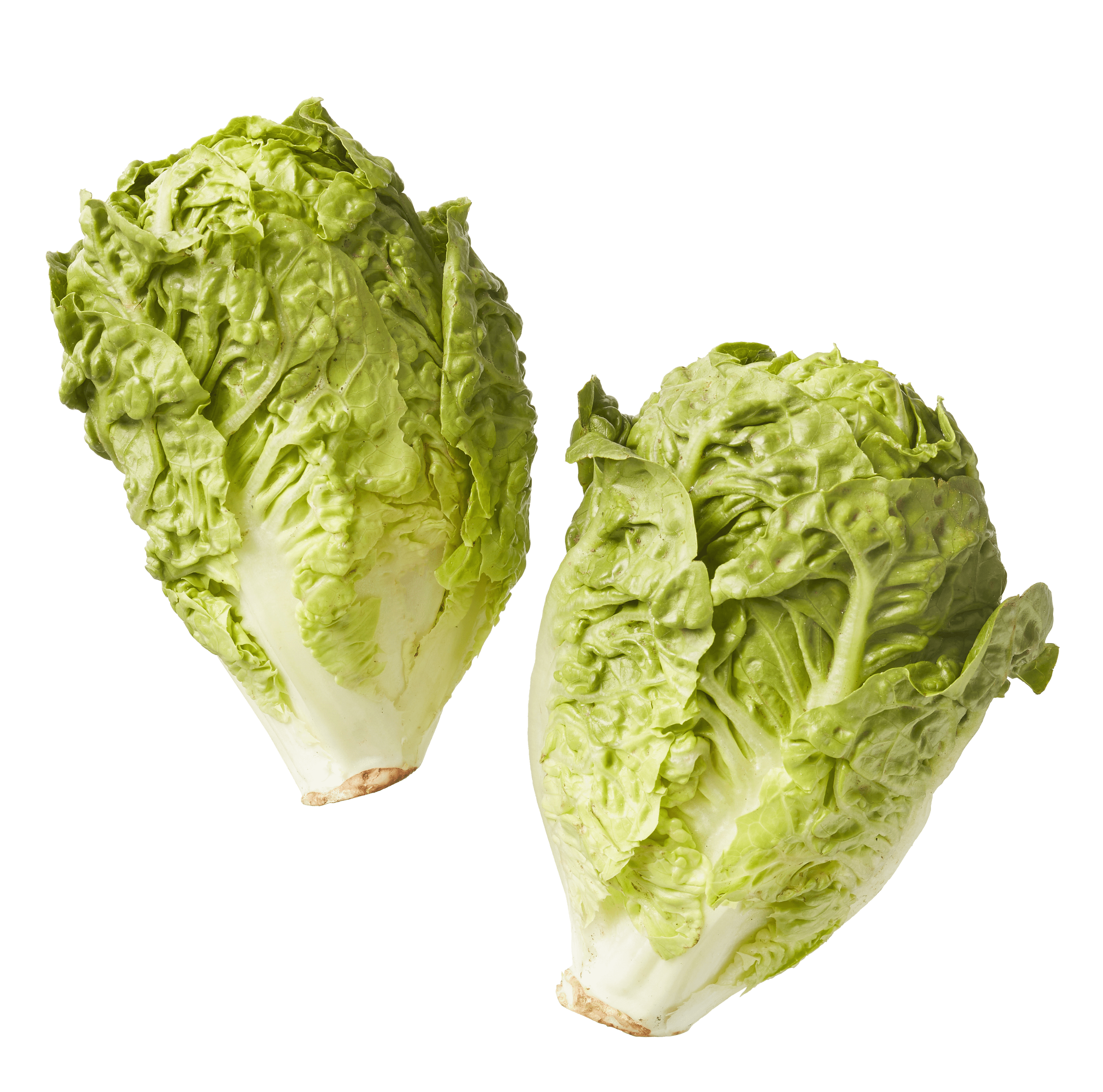 Biologisch PLUS Little gem sla biologisch