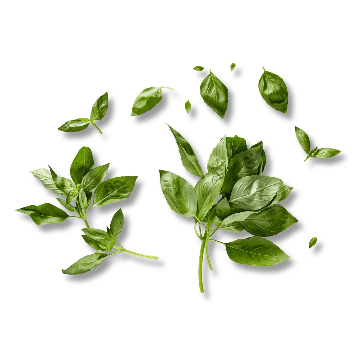 Basilicum