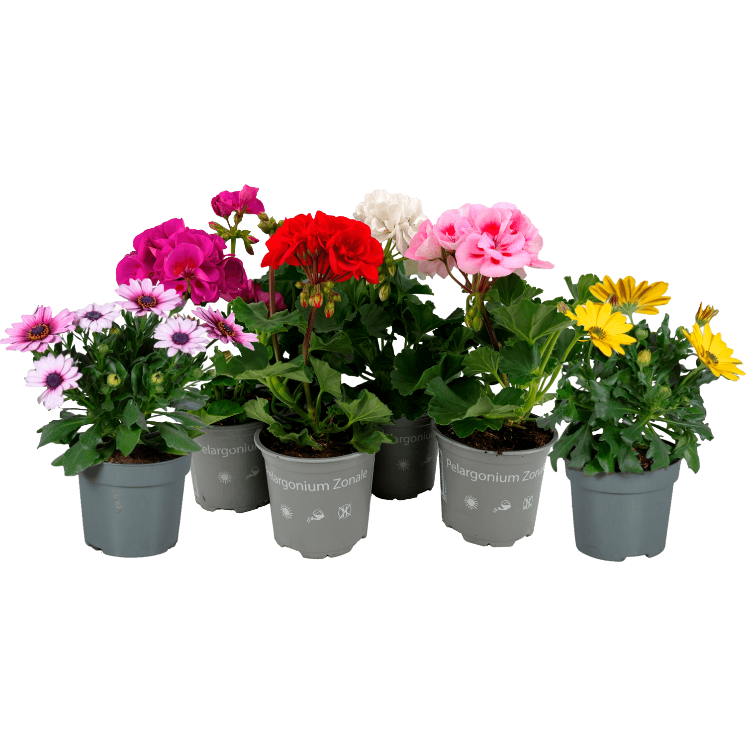 Spaanse margriet of geranium