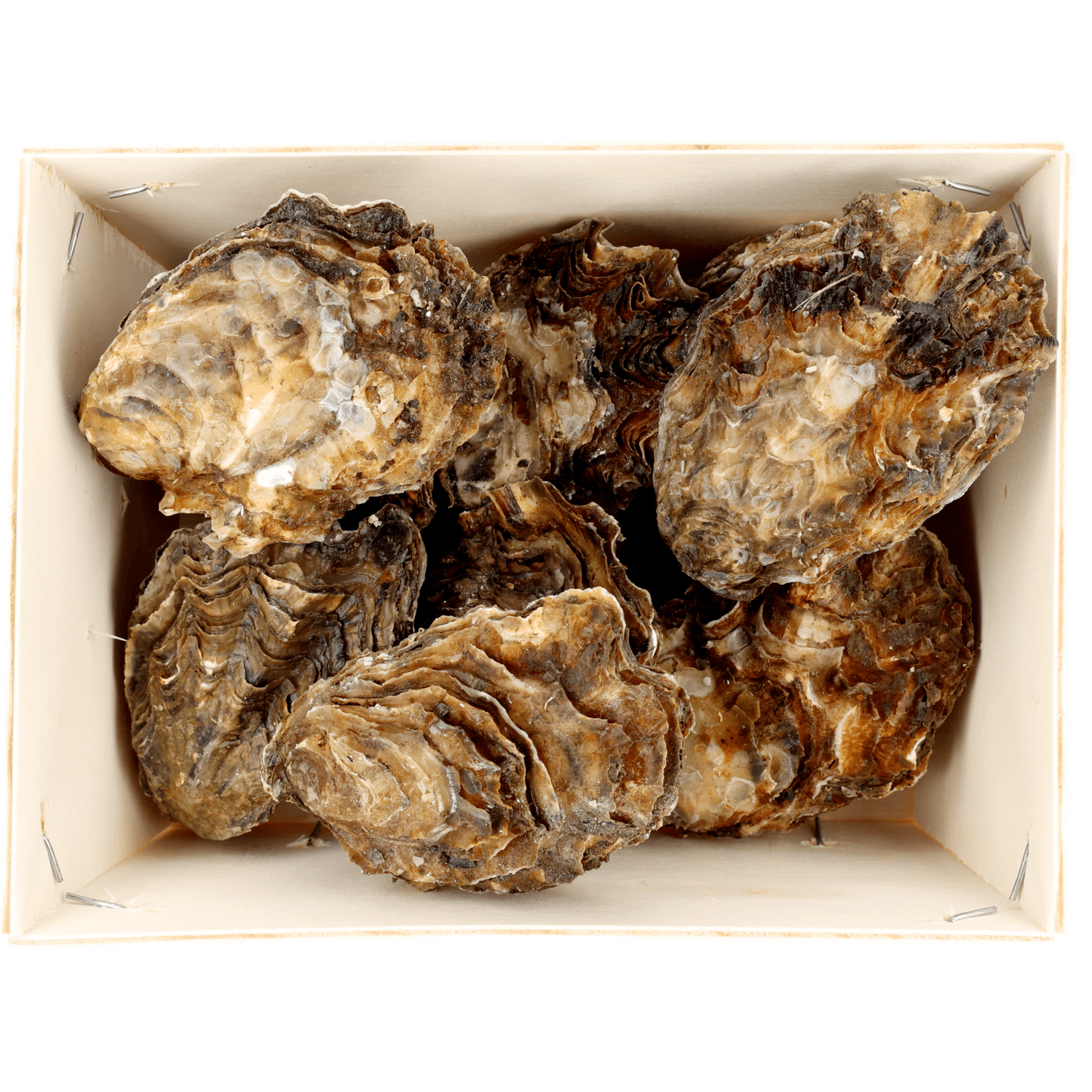 Premier Zeeuwse oesters mandje