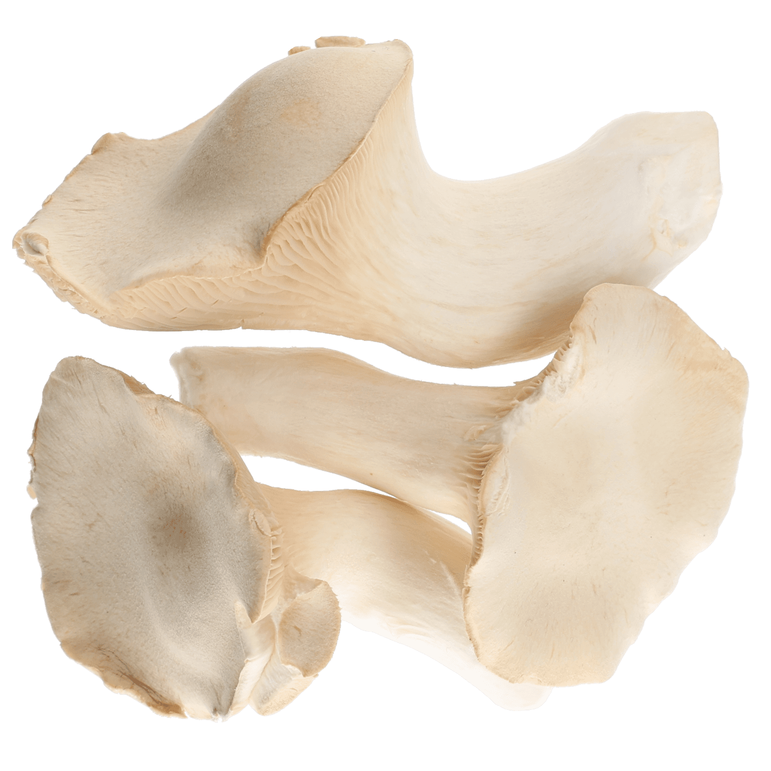 Bio koningsoesterzwam