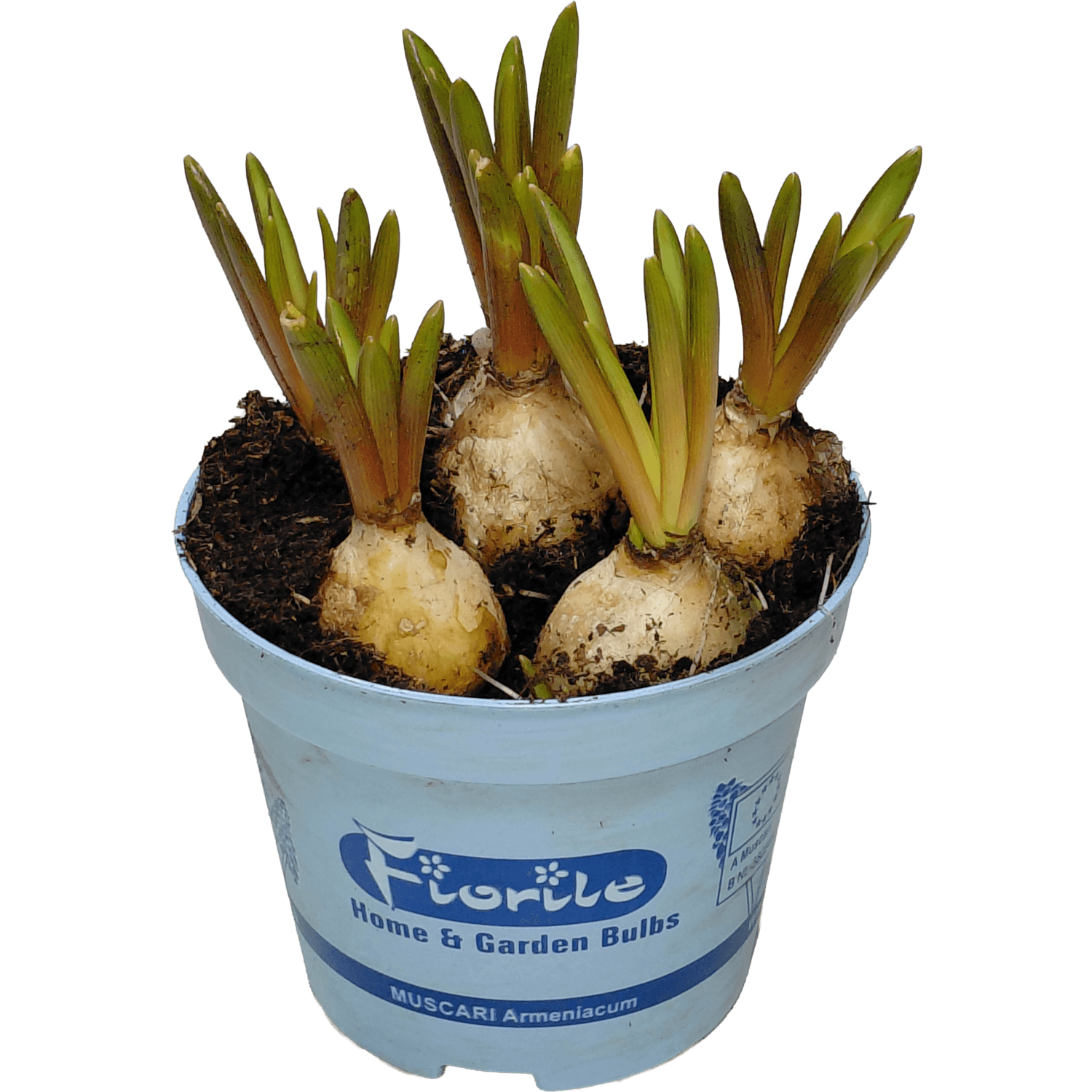 Narcis muscari mix 9cm