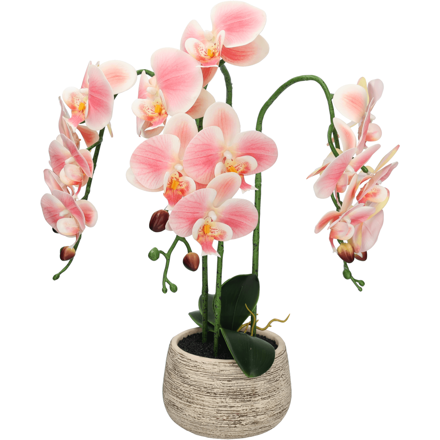 Cozy maison orchidee in pot 2 ass.