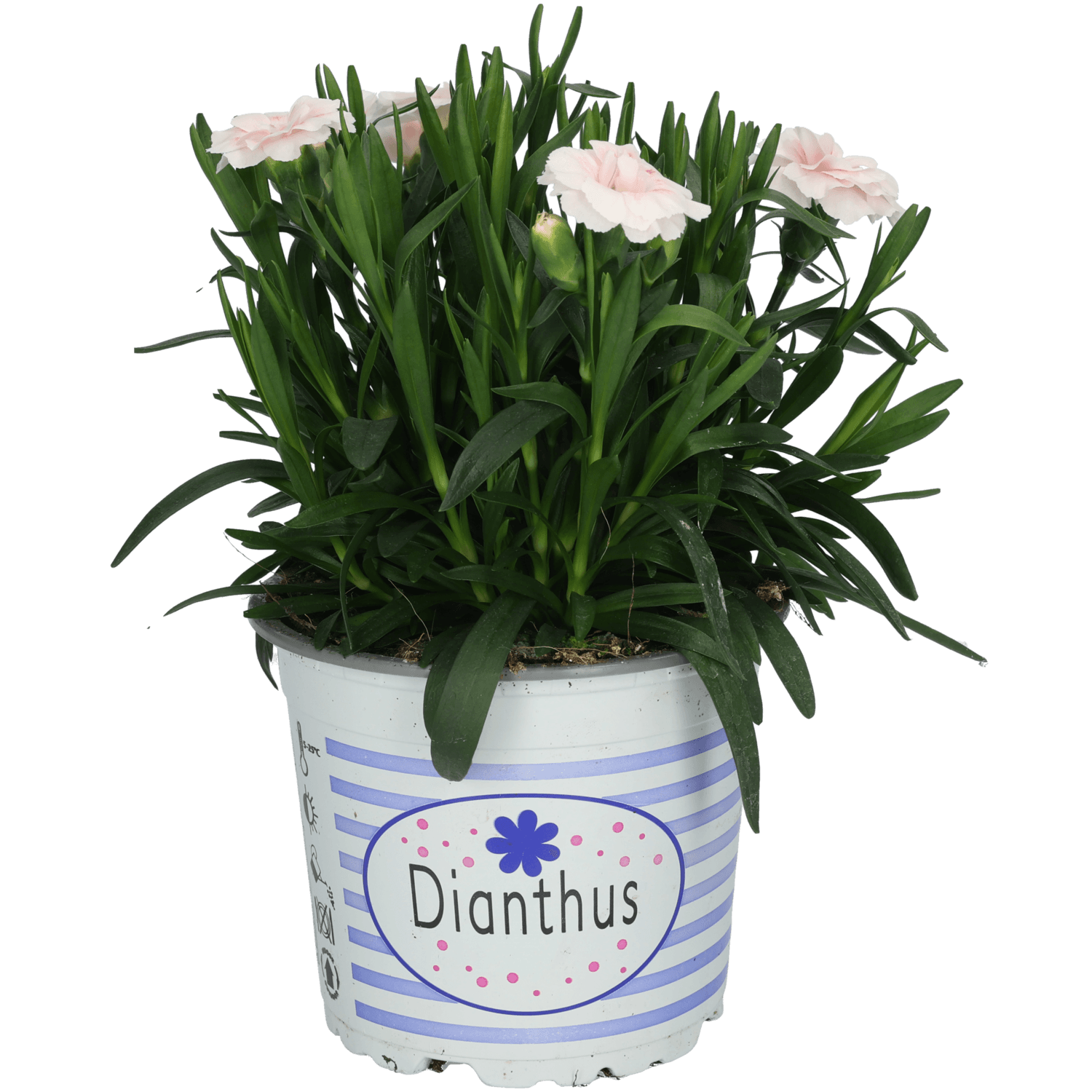 Dianthus tuinanjer potmaat 12c